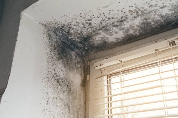 Affordable Mold Remediation solutions in Orland Hills, IL