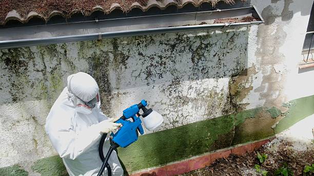 Top rated local Mold Remediation specialists in Orland Hills, IL
